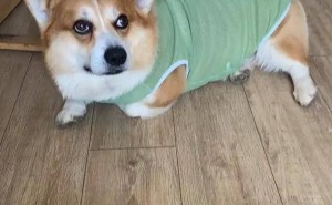 宠物间小争执竟致柯基犬死亡，事件背后有何教训？