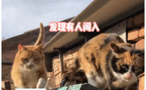 小猫情绪大变脸：从哈人到夹子音撒娇，只因一根猫条？