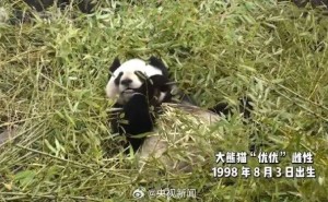 大熊猫“优优”离世，慢性肾衰竭成主因，网友痛心悼念