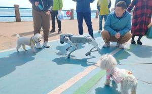 智能机械狗亮相青岛，宠物狗反应亮了，网友：这是要“抢饭碗”吗？