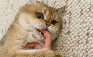 猫咪咬手背后的秘密：它其实是在这样“暗示”你！