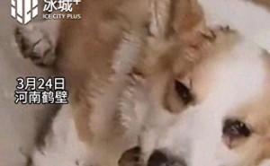 为爱决斗？河南柯基猝死警示：多宠家庭这些雷区你踩了吗？