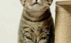 狸花猫“越揍越疯”？揭秘猫咪行为背后的真相，养猫新手必看！