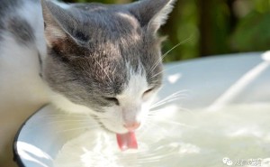 猫咪饮水有讲究，这些水千万别让它碰！