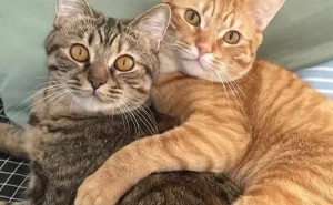 猫咪的孤独心事：你的陪伴，是它们真正的快乐源泉吗？