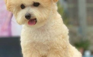四季贵宾犬的生活秘籍：活动量、饮食与睡眠，你掌握了吗？
