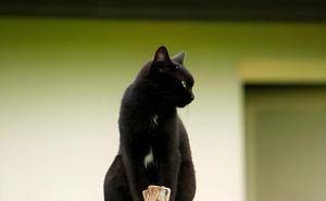 揭秘黑猫贵族血统，这些品种你绝对没见过！
