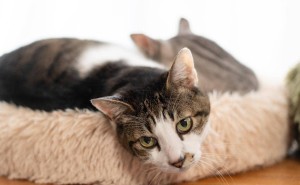 小猫打疫苗全攻略：新手猫奴必看的健康守护指南！