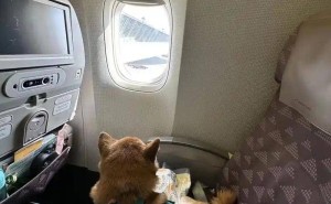 长沙宠物主人喜大普奔：带猫狗坐飞机不再是梦！