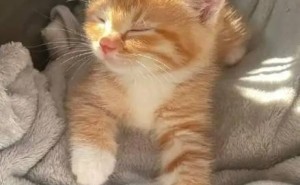 猫咪哪些部位能让你随便摸？这是它对你深情告白的信号！