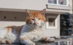 流浪猫的心，是否真的能被温暖？