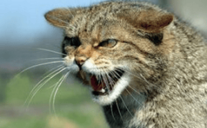 猫咪并非外来物种，但其对本土生态影响不容小觑