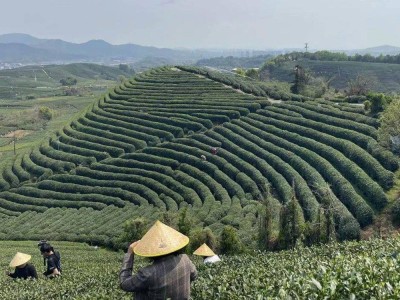 盒马入局茶叶赛道，能否搅动6000亿茶市场风云？