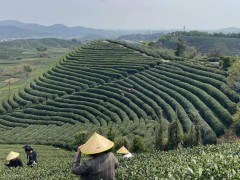 盒马入局茶叶赛道，能否搅动6000亿茶市场风云？