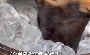 中国搜救犬缅甸救援显英勇，高温下吃冰降温引关注