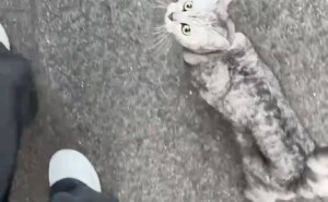 跨越百公里的爱！四川走失小猫现身重庆，主人火速接它归家