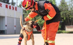 搜救犬：用生命探测生命，那一刻的眼神为何如此动人？