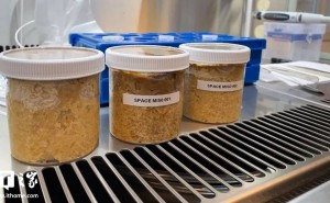 太空味噌诞生！国际空间站首次成功发酵传统日本调味品