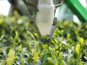 重庆邮电大学研发采茶机器人，2秒摘一叶，精准高效解行业之痛
