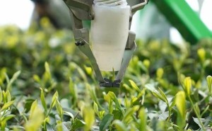 重庆邮电大学研发采茶机器人，2秒摘一叶，精准高效解行业之痛