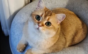 养猫生活：甜蜜与烦恼并存，你中招了吗？
