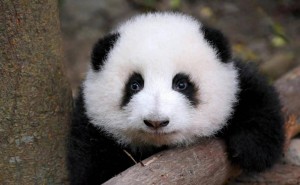 花花的可爱无法复制？看她如何成为文创周边的独特代表！
