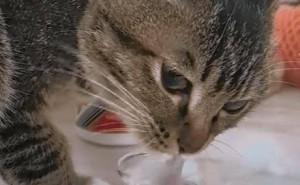“千杯不醉”狸花猫走红，宠物饮酒背后，科学喂养知多少？
