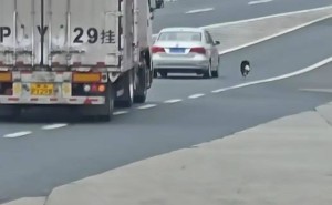 边牧被忘服务区上演追车大戏，司机及时发现，网友：太危险了！