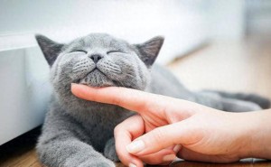 猫咪幸福的四大秘密，你解锁了几个？成为超级猫奴必备！