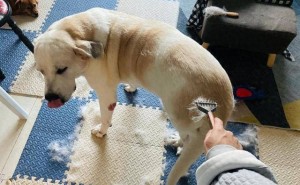 狗狗掉毛太烦恼？这些美食助它重拾靓丽毛发！