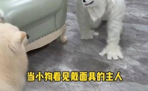 主人戴恐怖面具吓狗，狗子反应让人笑喷，网友：这测试也太“狗”了吧！