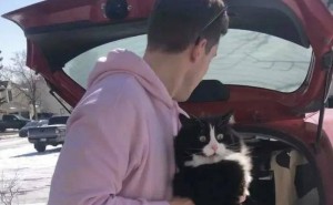 猫咪“微表情”大解密：276种暗号背后的情感世界有多丰富？
