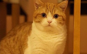 曼赤肯猫：为何成为越来越多人的心头好？