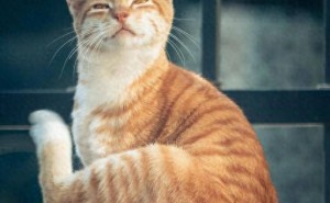 猫咪的情感大师：它们真的懂你在说啥吗？