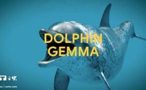 谷歌DeepMind新AI模型DolphinGemma：探索海豚沟通奥秘