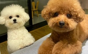 泰迪竟有这么多宝藏优点，你了解几个？