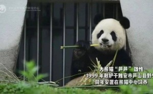 大熊猫“芦芦”离世，饲养员深情悼念：愿你在另一个世界安康快乐！