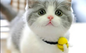 猫咪“拱头”背后的秘密，你真的懂吗？