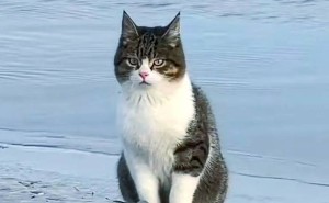 流浪小猫“悟空”如何逆袭成网红，又为何牵动百万人心？