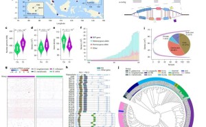 我国科学家解锁野生稻遗传宝藏，为超级水稻育种铺路，Nature点赞！