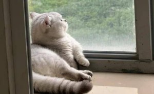 猫咪的“室内生活”：安全还是束缚？主人需知道的几件事