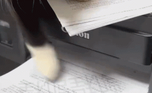 猫咪“拯救”打印机？原来是想找回自己的猫粮！