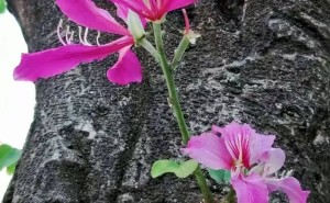 探索生命奥秘：休眠机制的科学发现与人生启示