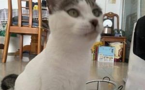 人类对小猫咪的爱，到底有多深？这些故事让人暖心又感动！