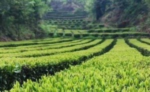 新高考地理命题趋势：重视情境设置与核心素养考查
