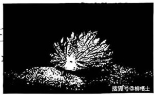 塔里木河的传奇：从高山之巅到沙漠深处的生命之歌