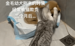 金毛逆袭！从被猫欺到温柔守护，三月成长见证大不同