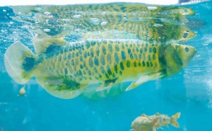 智能软体仿生鱼“金鳞”面世，能否在水族界掀起新风尚？