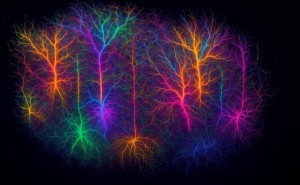 小鼠大脑视觉地图大揭秘：1.6PB数据描绘4公里轴突与5亿突触奇迹