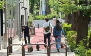 木村拓哉夫妇街头遛狗，工藤静香状态似少女，甜蜜背影引网友羡慕